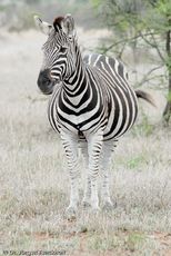 Zebra (3 von 28).jpg